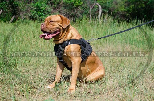 Dogue De Bordeaux training harness